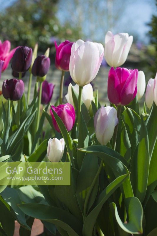 Tulipa 'Graceland', 'Barcelona' and 'Queen of Night' -April.