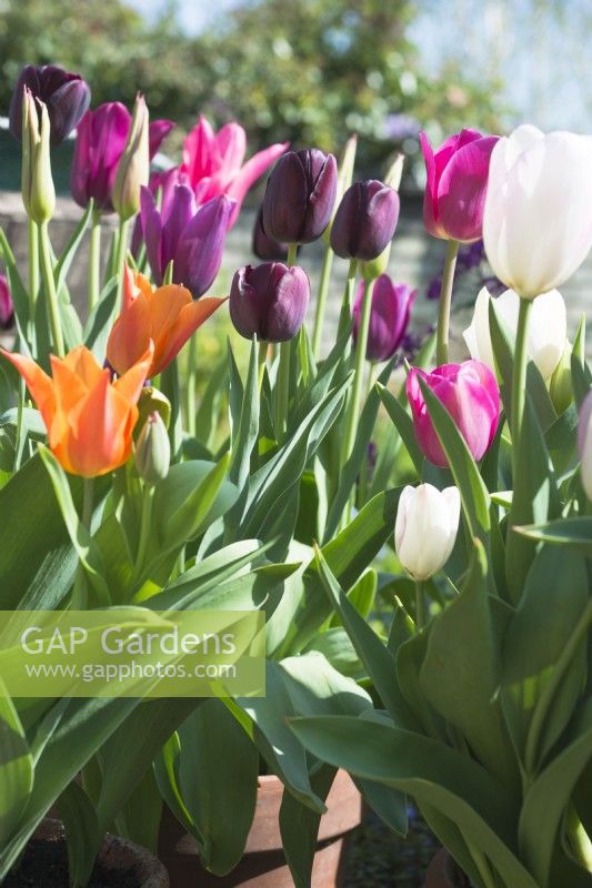 Tulipa 'Queen of Night' with 'Barcelona', 'Graceland' and 'Ballerina' - April.