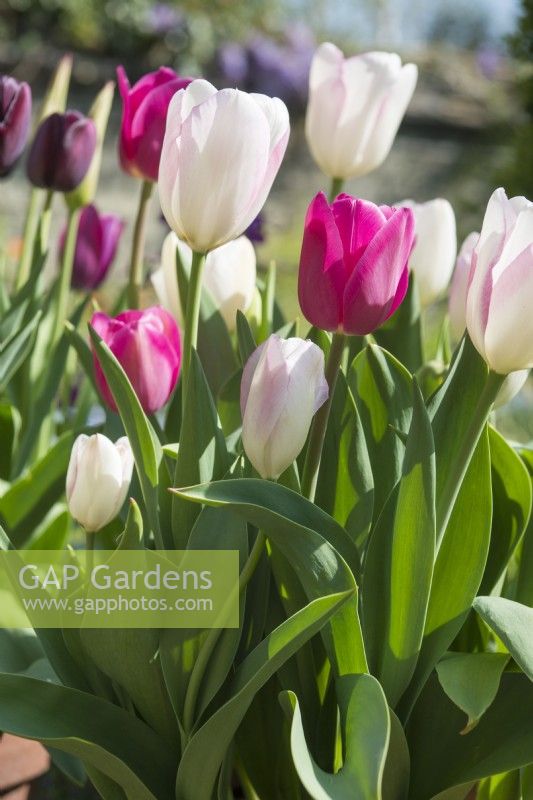 Tulipa'Barcelona' and 'Graceland' with 'Queen of Night' in the background - April.