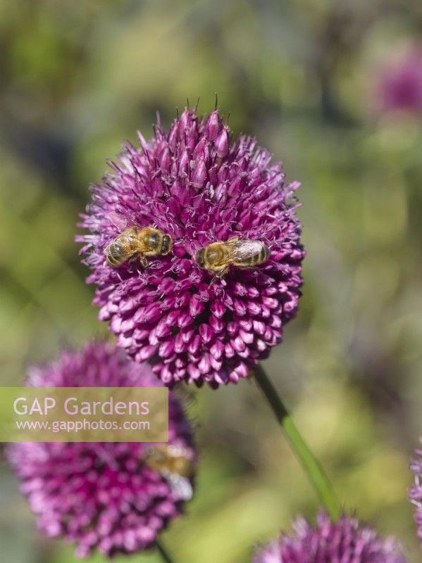 Honey Bees collecting pollen from Allium sphaerocephalon flowers