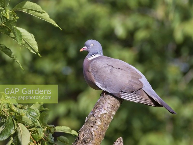 Columba palumbus - Wood Pigeon perched on tree branch