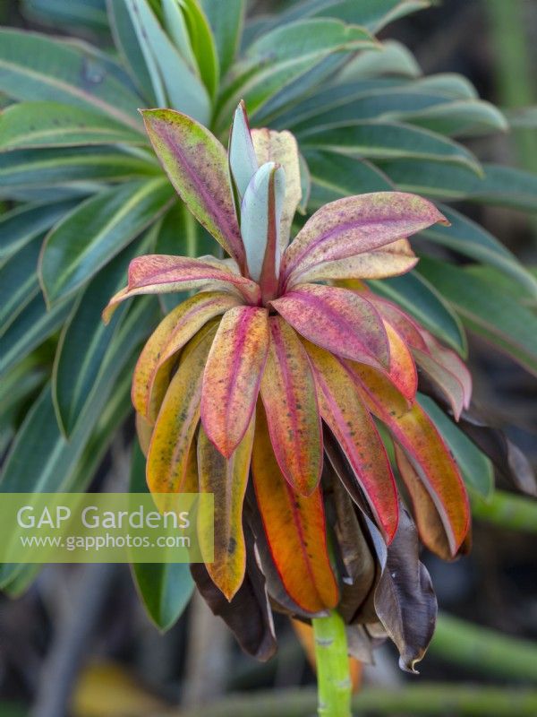 leaves of Euphorbia mellifera - 'Honey spurge' January  Winter  January