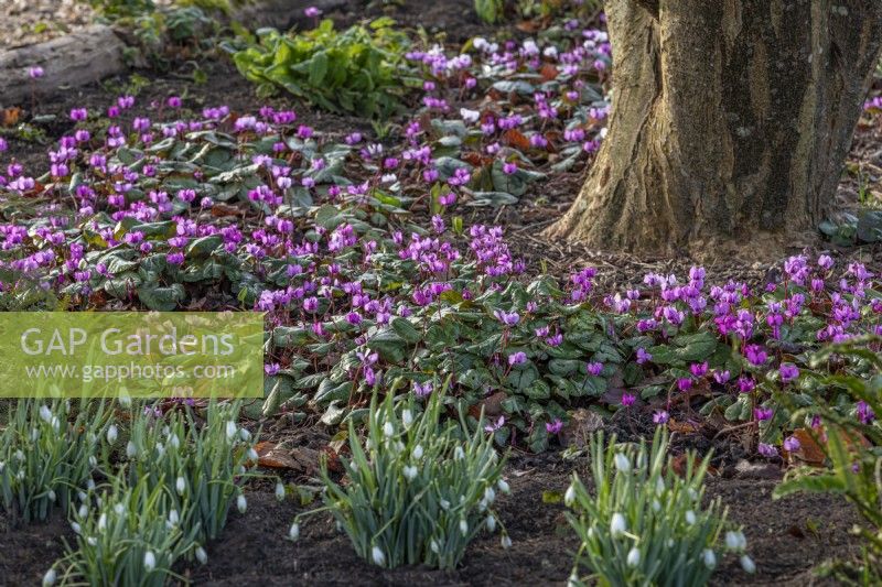 Cyclamen coum flowering around the base of a tree in early Spring - February
