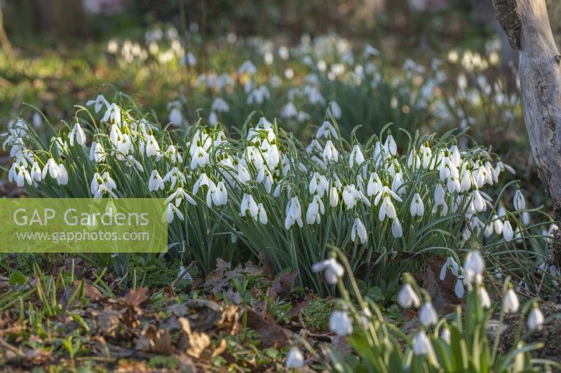 Drifts of Galanthus 'Limetree' flowering in Spring - February