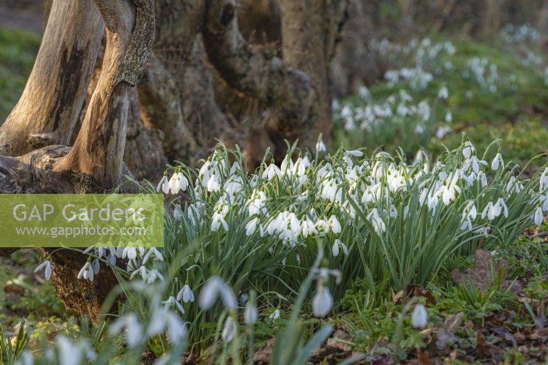 Drifts of Galanthus 'Limetree' flowering at the base of trees in Spring - February