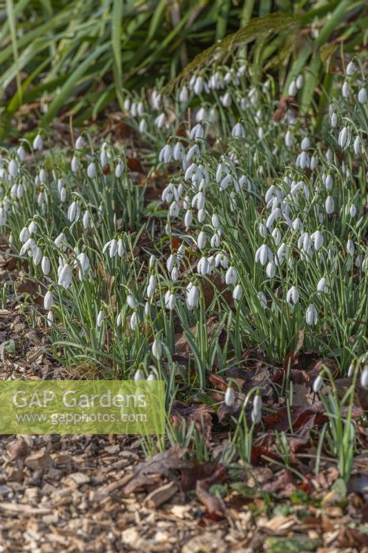 Drifts of Galanthus nivalis flowering in Spring - February