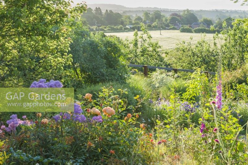 View across country garden to open countryside. Rosa 'Lady of Shalott' and Thalictrum. June