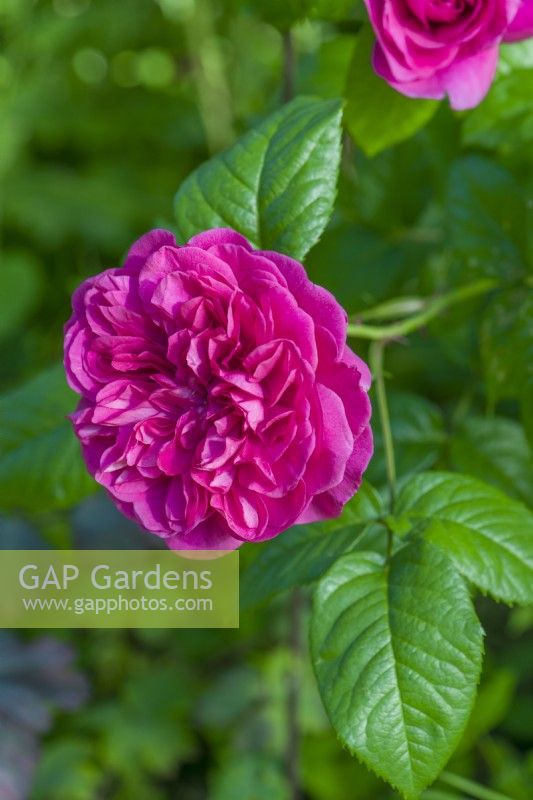 Closeup of Rosa 'James L. Austin'. syn. 'Auspike'. Single deep pink rose bloom. June