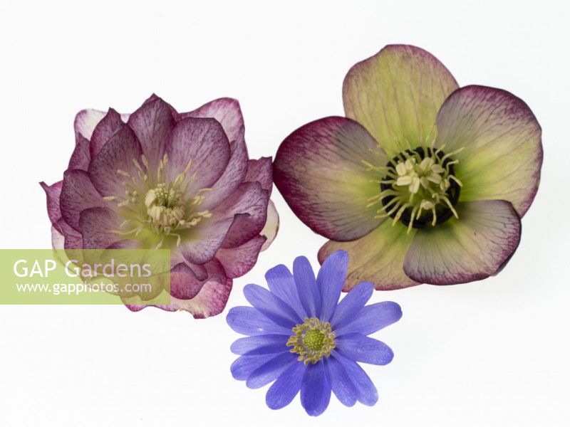 The flowers of winter with two Hellebores and an Anemone blanda