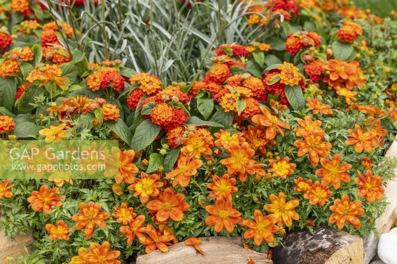 Annual mix in orange color tones, summer July