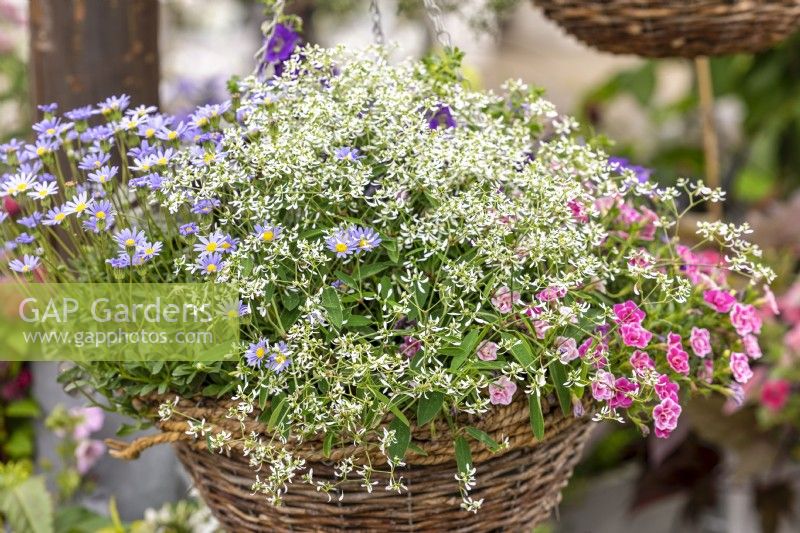Annual mix in hanging basket, summer July