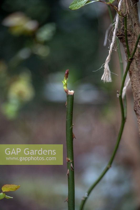 Rosa rose spring stems growing from a stem cut and damaged in winter storms. 