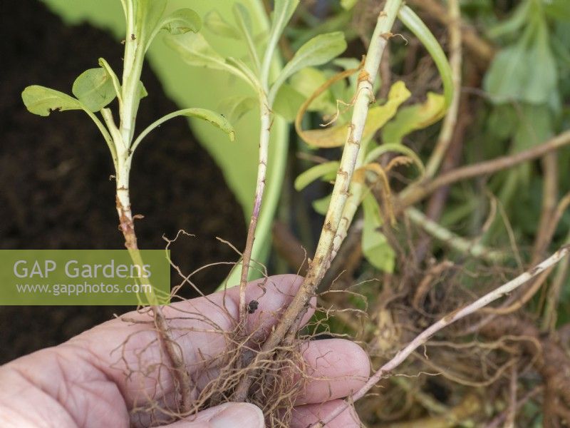 Erigeron glaucus - Hand holding rooted cuttings for new plants.