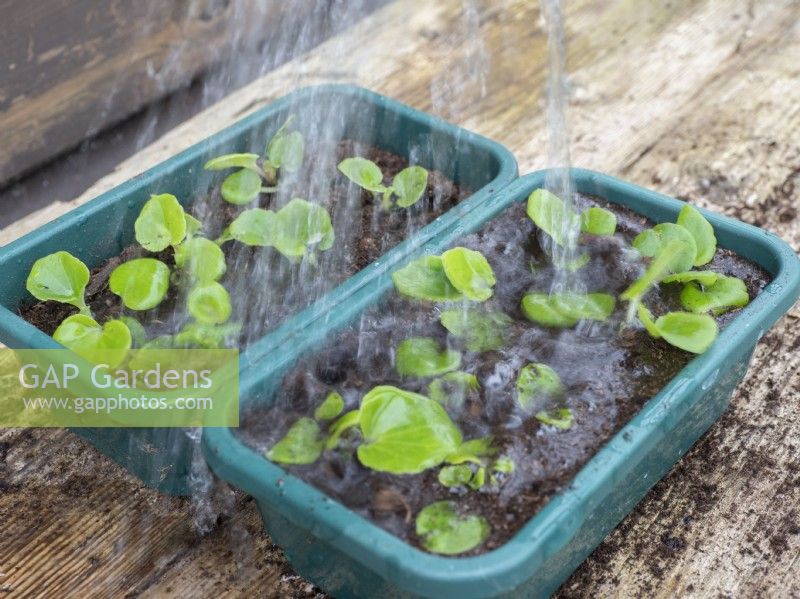 Water in newly potted begonia plug plants