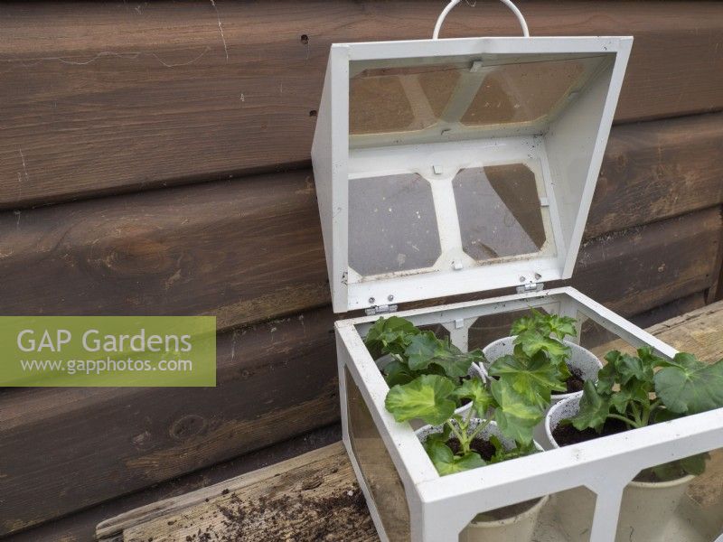 Place young geranium plug plants into mini green house box
