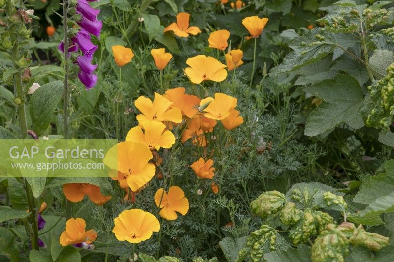Eschscholzia californica at Garden Organic - June