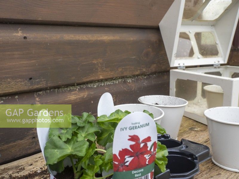 Pot on plug plants into larger pots and place in mini greenhouse box