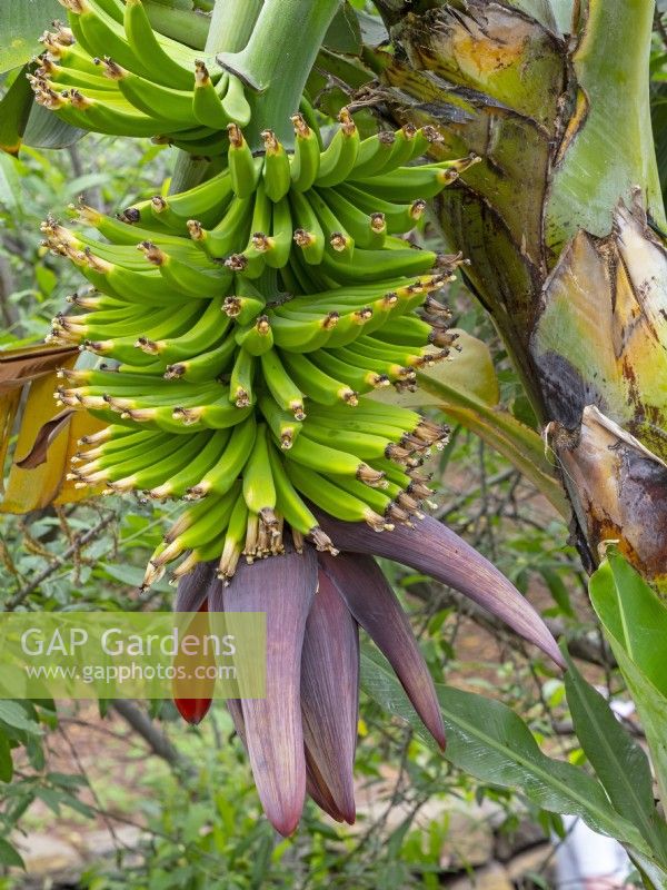Musa cavendishii - Dwarf Cavendish banana Canary Islands Spain in mid February