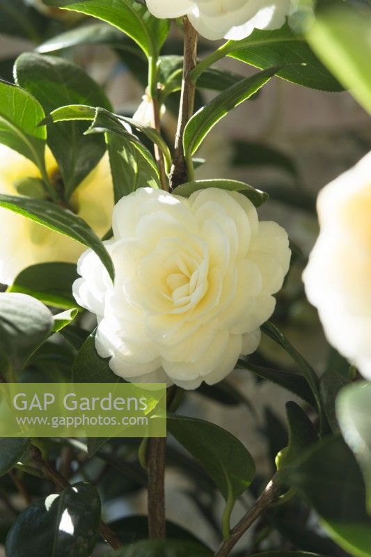 Camellia japonica 'Dahlonega' - syn 'Golden Anniversary' - April.