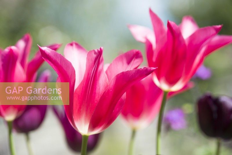Tulipa 'Mariette' with 'Merlot' and  'Queen of Night' in the background - April.