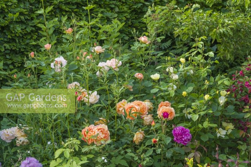 'Group of English roses in bloom in a border. Rosa 'James L. Austin', 'Lady of Shalott', 'Tottering by Gently' and 'The Lark Ascending'. June