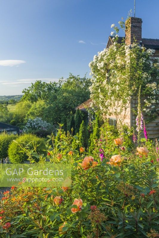 View of country garden with  Rosa 'Rambling Rector' trained on house. Mixed border with Rosa 'Lady of Shalott', euphorbias and foxgloves.  June.