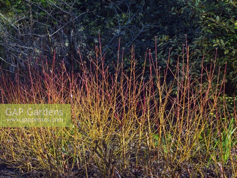 Cornus sanguinea 'Midwinter Fire' dogwood 