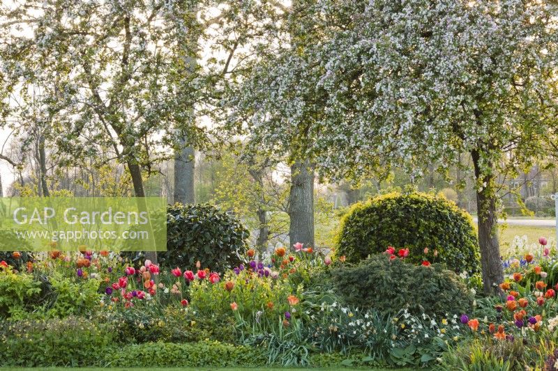 Spring border with tulips, daffodils, Geum rivale and Thermopsis chinensis  under Malus floribunda trees.