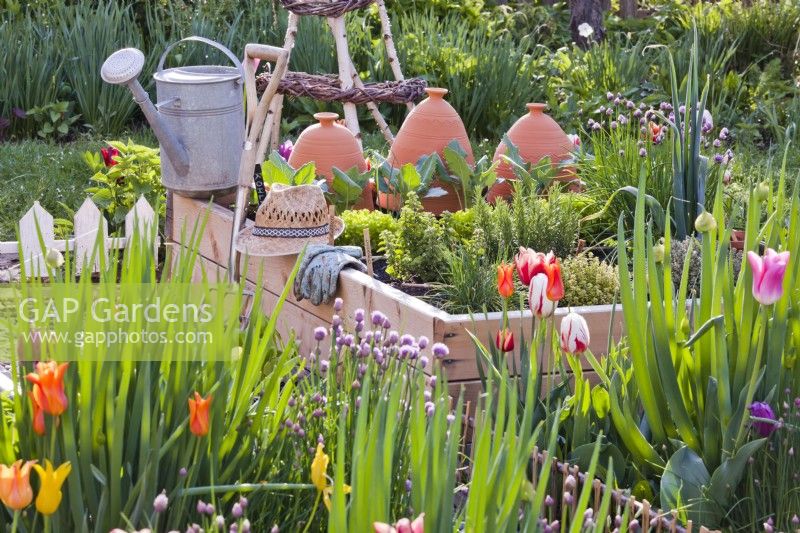 Kitchen garden in spring with tulips and raised bed full of herbs.