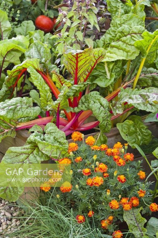 Swiss chard and French marigold.