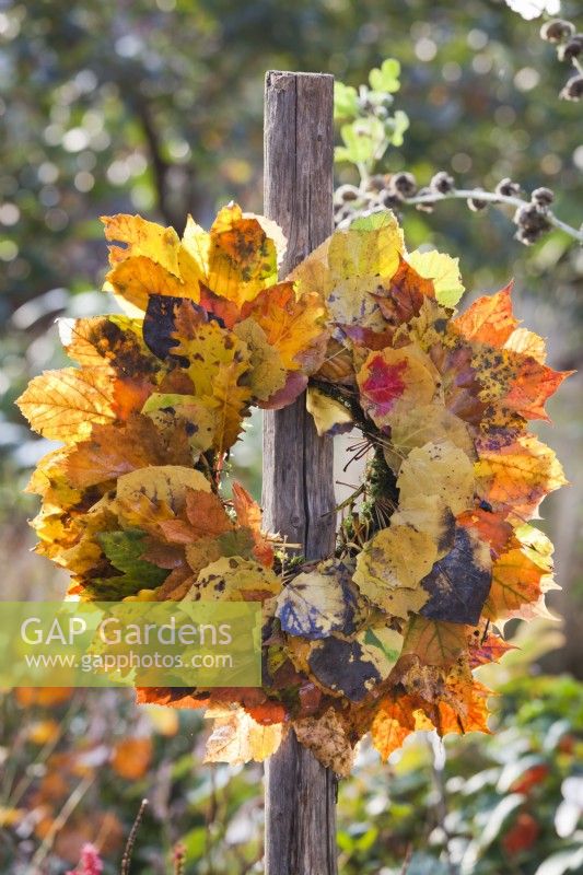 Autumn leaf wreath made from aspen leaves.