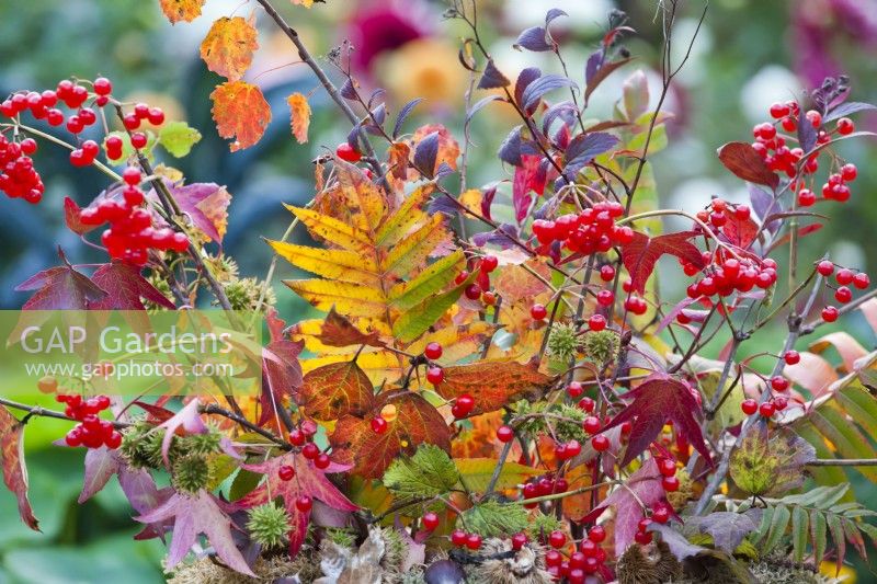 Bouquet containing autumn foliage and guelder rose berries.