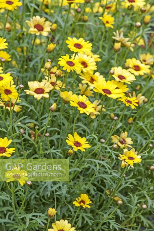 Argyranthemum 'Grandaisy Yellow' - August