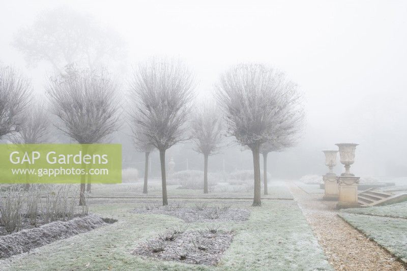 Frosted Robinia pseudoacacia 'Umbraculifera' and Neoclassical stone urns in the Italian Garden at Chiswick House and Gardens.