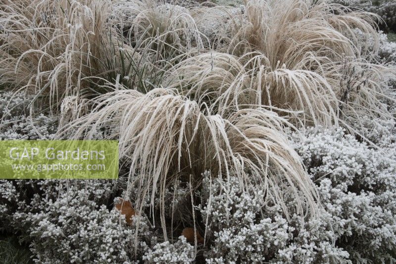 Frosted grasses in the Italian Garden at Chiswick House and Gardens.