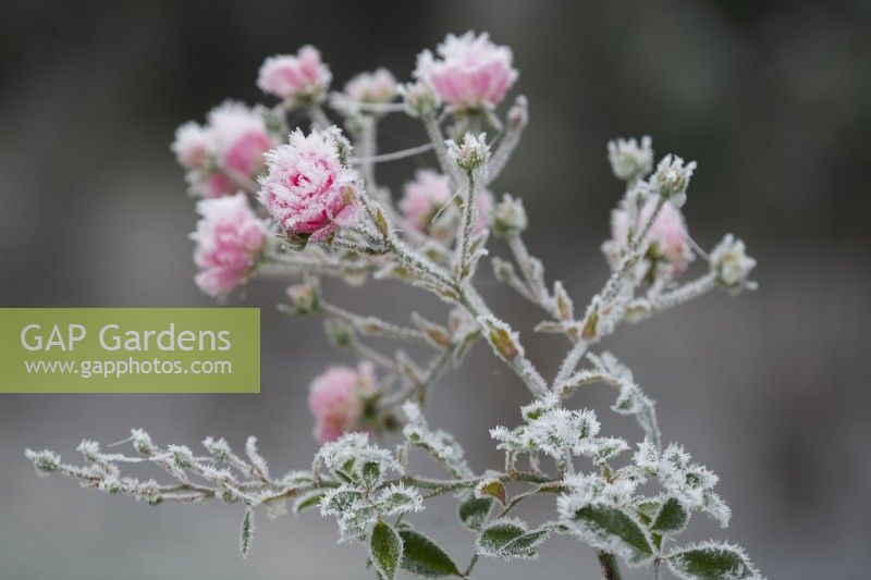 Frosted pink  Rosa in the Italian Garden at Chiswick House and Gardens