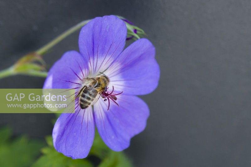 Honey bee - Apis mellifera, collecting nectar from Geranium 'Rozanne' flower. June