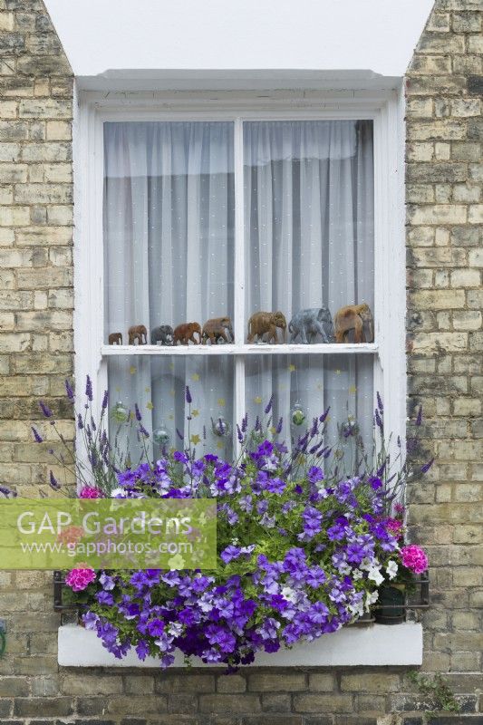 A colourful summer window box planted with petunias, geraniums and lavender. June