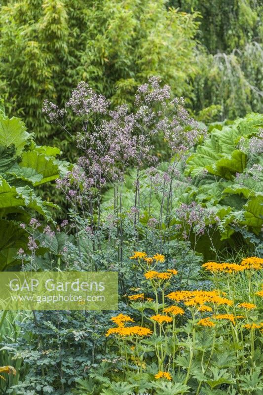 Thalictrum 'Elin', Ligularia japonica and Gunnera manicata - giant rhubarb growing in moist soil with bamboo in the background. Group of perennials with bold and contrasting foliage. June