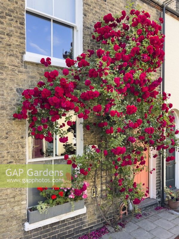 Red climbing rose trained on front wall of Victorian terraced house with a window box planted with geraniums. June