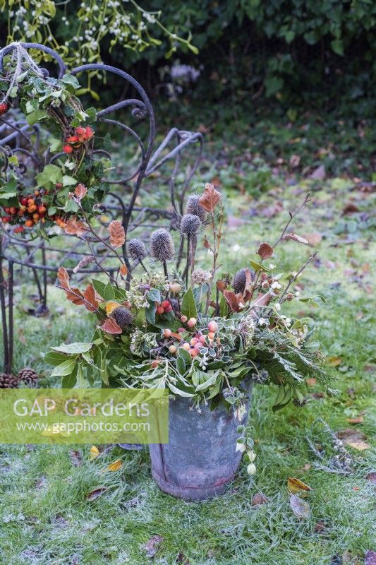 Frosty foraged winter foliage inc hedera helix, Fagus leaves; Viburnam tinus; crab apples and mistletoe in bucket