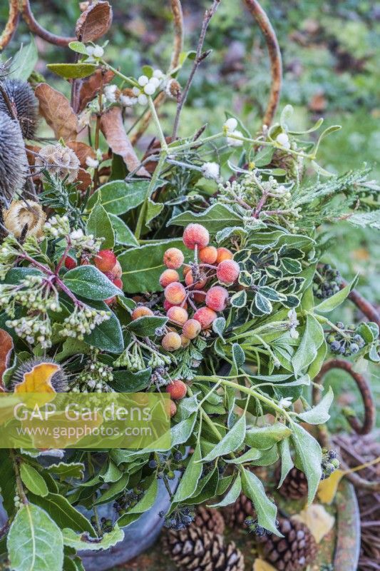 Frosty foraged winter foliage inc hedera helix, Fagus leaves; Viburnam tinus; crab apples and mistletoe in bucket