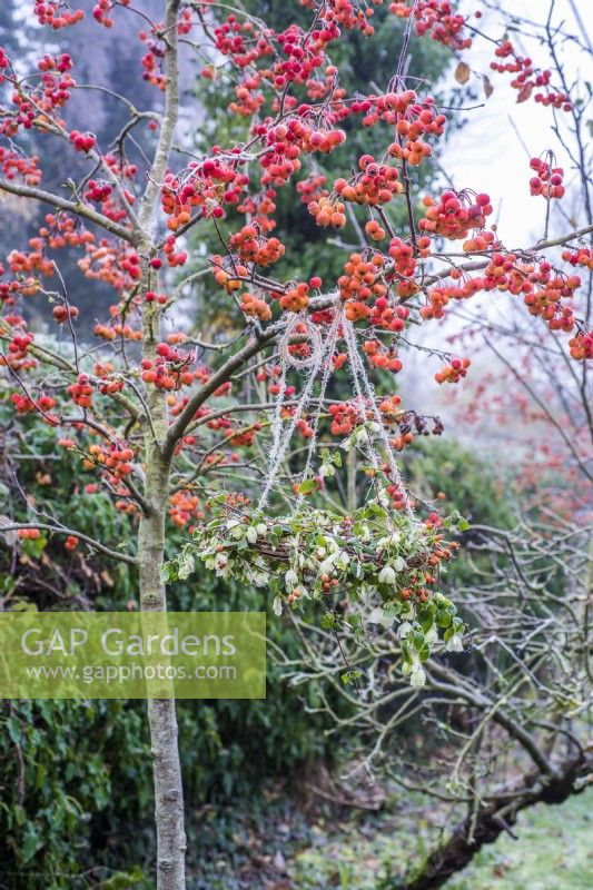 Rustic willow wreath decorated with rose hips, hedera helix and Clematis cirrhosa 'Jingle Bells' hanging from strings on crab apple tree.