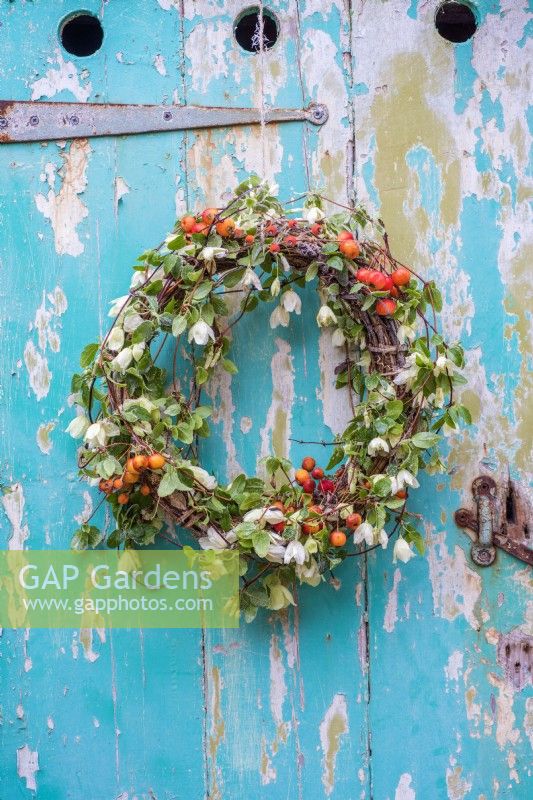 Wreath decorated with Malus berries and Clematis 'Jingle Bells' hanging against rustic blue background