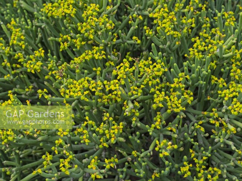 Euphorbia aphylla in flower  Canary Islands Spain in mid February
