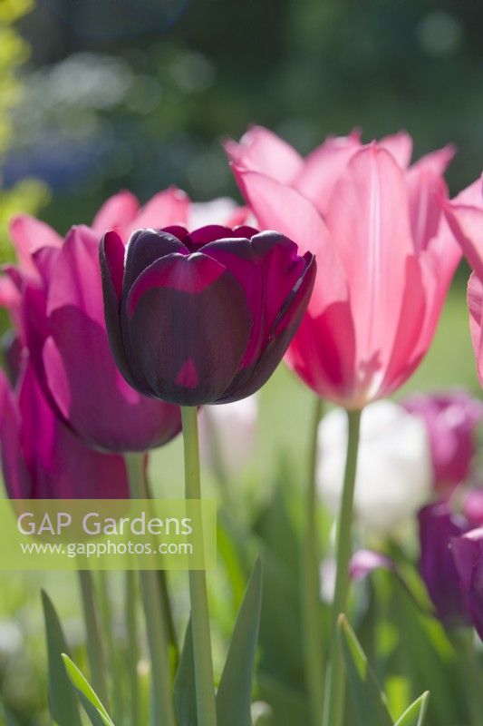 Tulipa 'Queen of Night' with 'Merlot' and 'Mariette' - April.