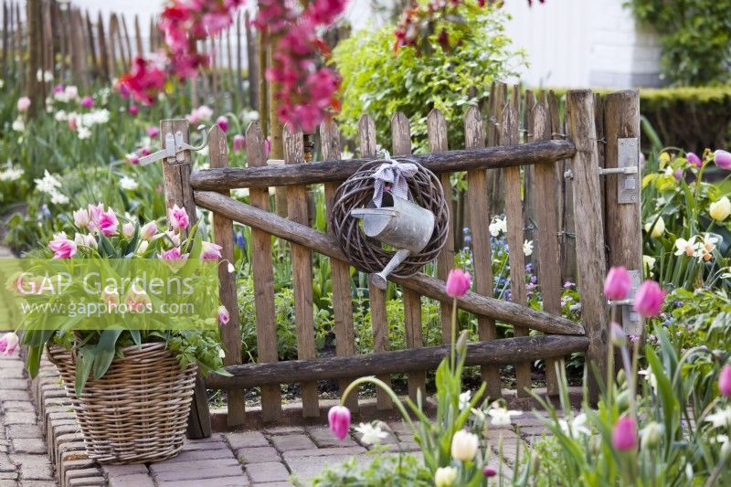 Basket of tulips and hanging watering can at the garden gate.