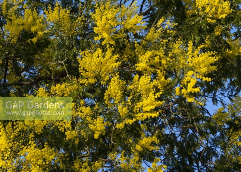 Acacia dealbata - Mimosa flowering in February
