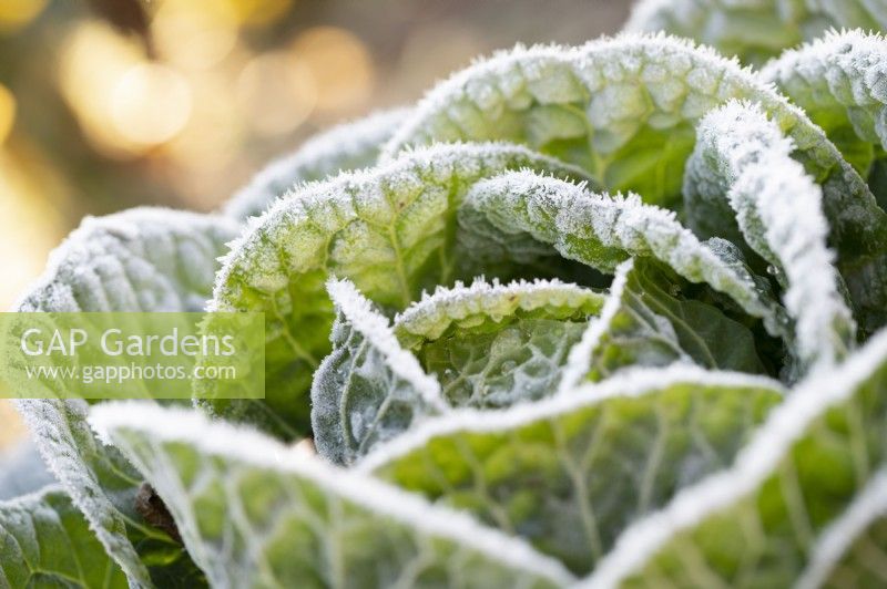 Savoy cabbage with hoarfrost