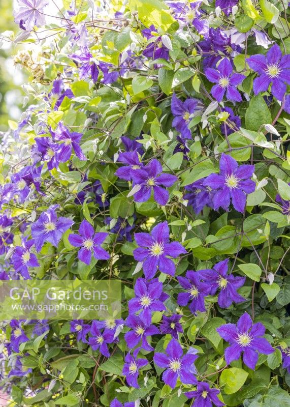 Clematis viticella Wisley, summer July
